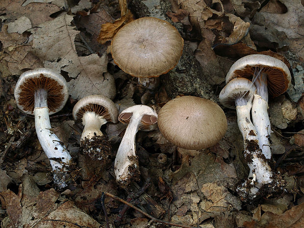 pavučinovec prstencový Cortinarius torvus (Fr.) Fr.