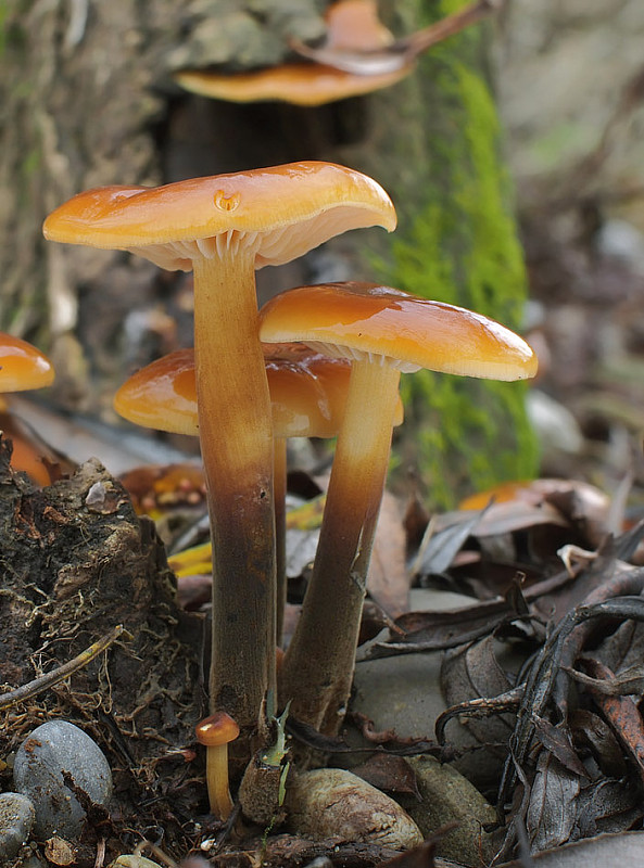 plamienka Flammulina sp.