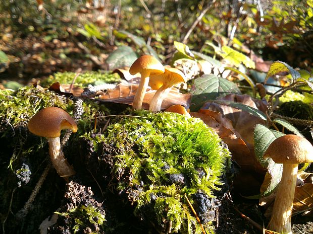 kapucňovka okrovohnedastá Galerina marginata (Batsch) Kühner