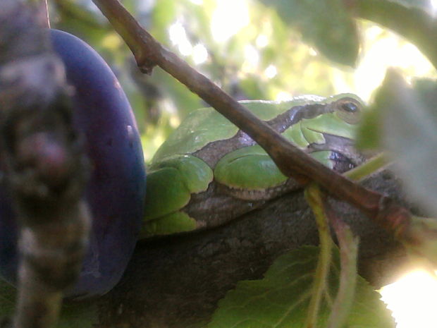 rosnička zelená Hyla arborea