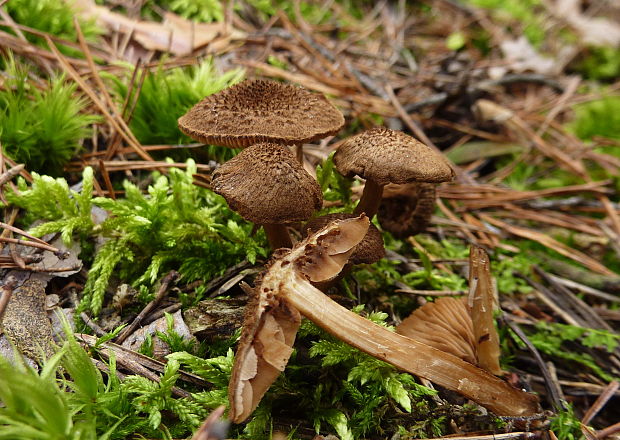 vláknica Inocybe lanuginosa?