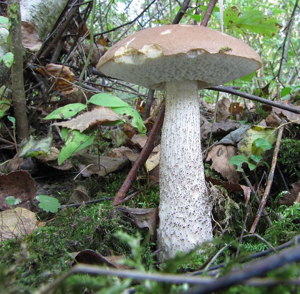 kozák brezový Leccinum scabrum (Bull.) Gray