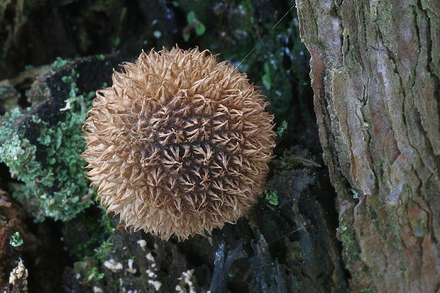 prášnica pichliačová Lycoperdon echinatum Pers.