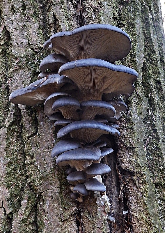 hliva ustricovitá modrastá Pleurotus columbinus Quél.