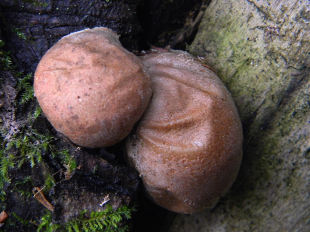 sieťnatka obyčajná Reticularia lycoperdon Bull.