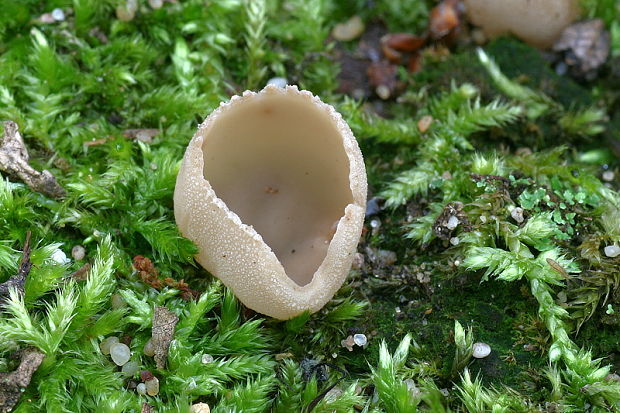 tarzeta Tarzetta sp.