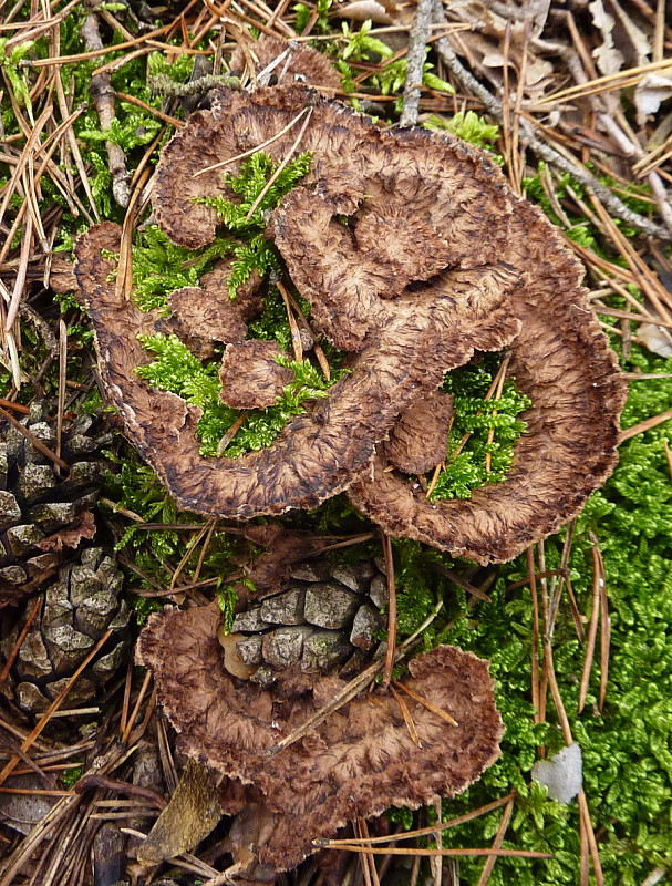 plesňovka zemná Thelephora cf.terrestris Ehrh.