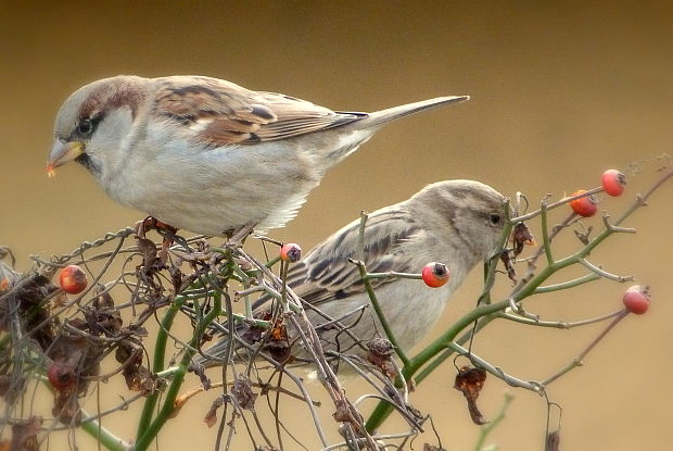 vrabec domový  Passer domesticus