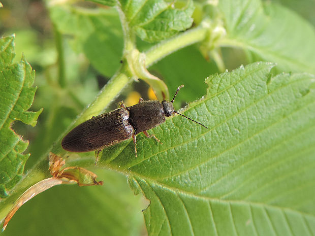 kováčik červenobruchý / kovařík narudlý Athous haemorrhoidalis Fabricius, 1801