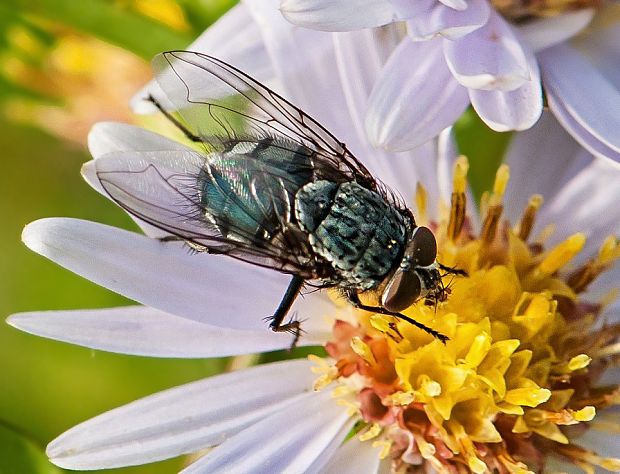 mucha Calliphora vomitoria