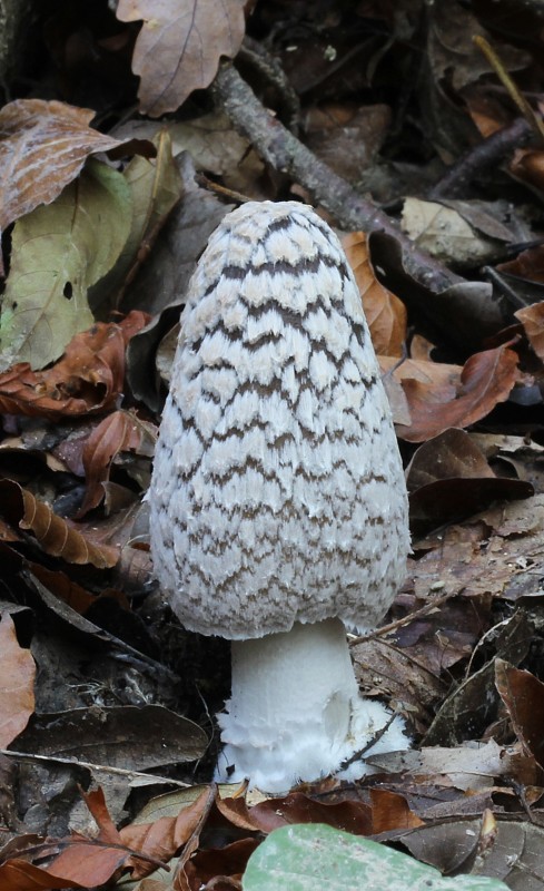 hnojník strakatý Coprinopsis picacea (Bull.) Redhead, Vilgalys & Moncalvo