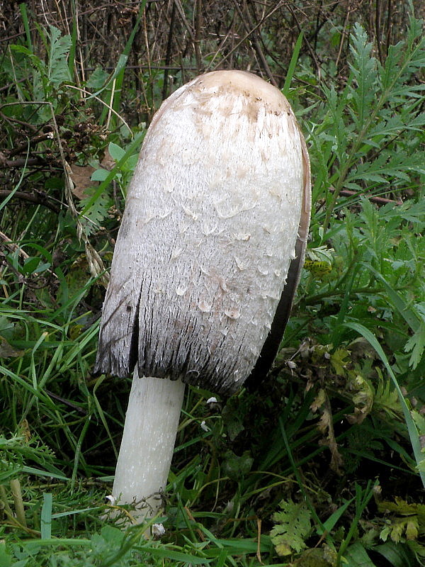 hnojník obyčajný Coprinus comatus (O.F. Müll.) Pers.