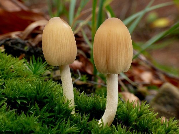 hnojník Coprinus sp.