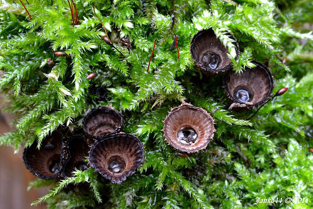 čiaškovec pásikavý Cyathus striatus (Huds.) Willd.