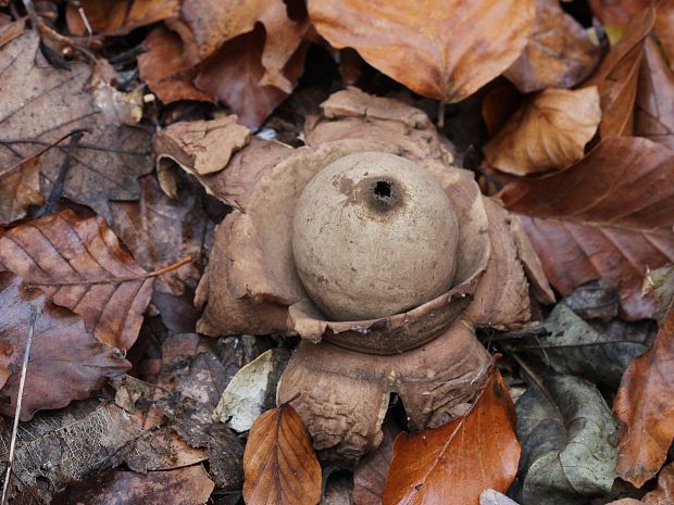 hviezdovka trojitá Geastrum triplex Jungh.