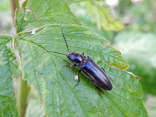 kováčik čierny / kovařík černý Hemicrepidius niger Linnaeus, 1758