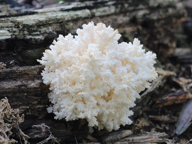 koralovec bukový Hericium coralloides (Scop.) Pers.