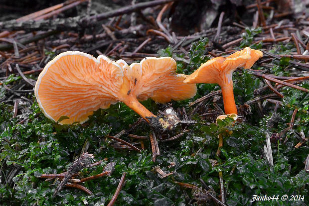 líška oranžová Hygrophoropsis aurantiaca (Wulfen) Maire