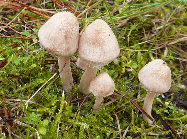 vláknica sindonská Inocybe sindonia (Fr.) P. Karst.