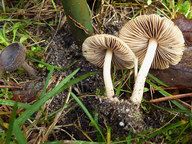 vláknica sindonská Inocybe sindonia (Fr.) P. Karst.