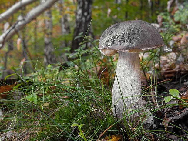 kozák  Leccinum cyaneobasileucum Lannoy & Estadès