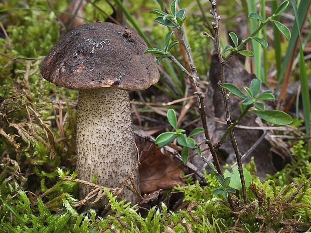 kozák brezový Leccinum scabrum (Bull.) Gray