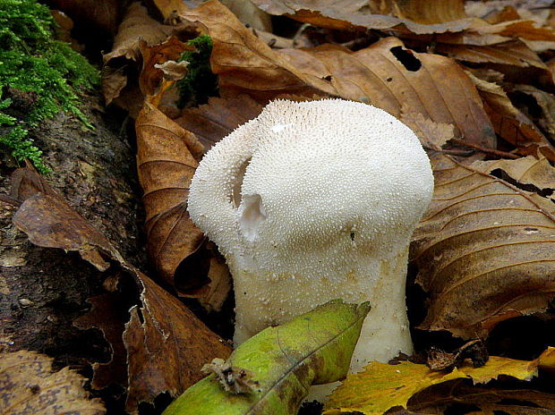 rozpadavec stopkatý Lycoperdon excipuliforme (Scop.) Pers.