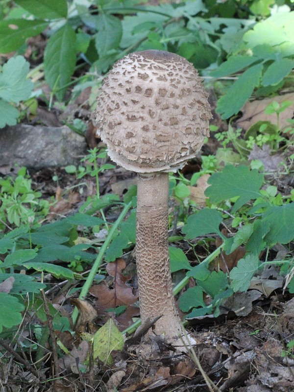 bedľa vysoká Macrolepiota procera (Scop.) Singer