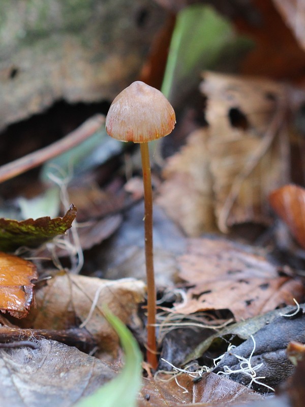 prilbička šafranová Mycena crocata (Schrad.) P. Kumm.