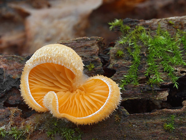 hlivník hniezdovitý Phyllotopsis nidulans (Pers.) Singer