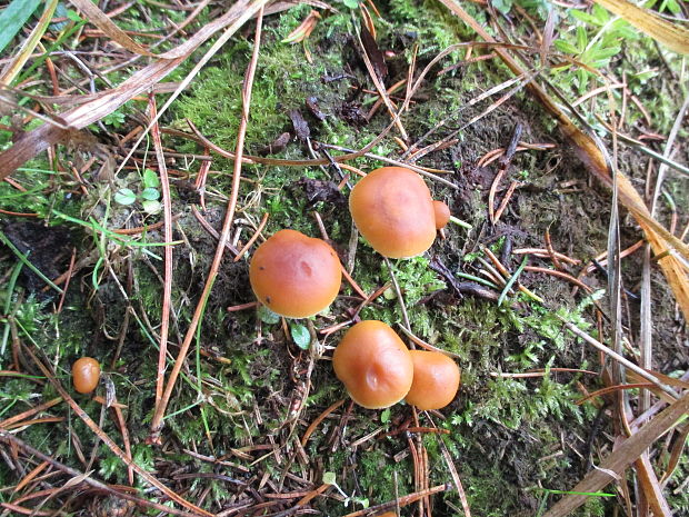 drobuľka Psathyrella sp.