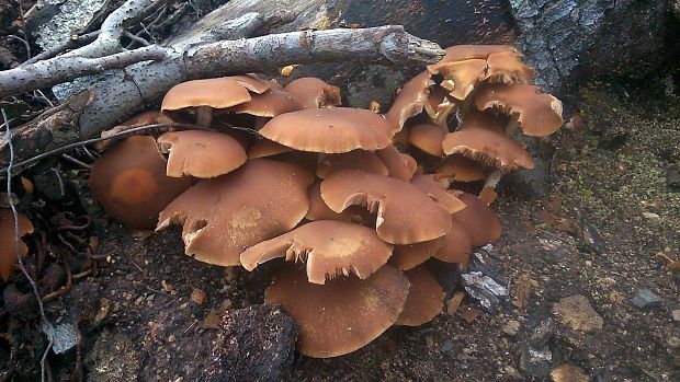 drobuľka Psathyrella sp.