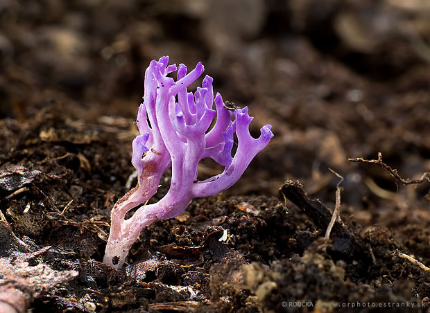 pastrapačka fialová Ramariopsis pulchella (Boud.) Corner