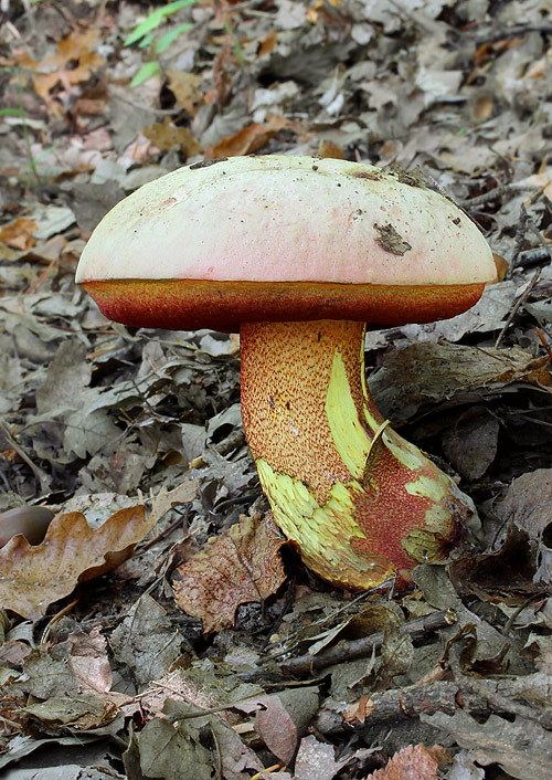 hríb purpurový Rubroboletus rhodoxanthus Kuan Zhao &amp; Zhu L. Yang