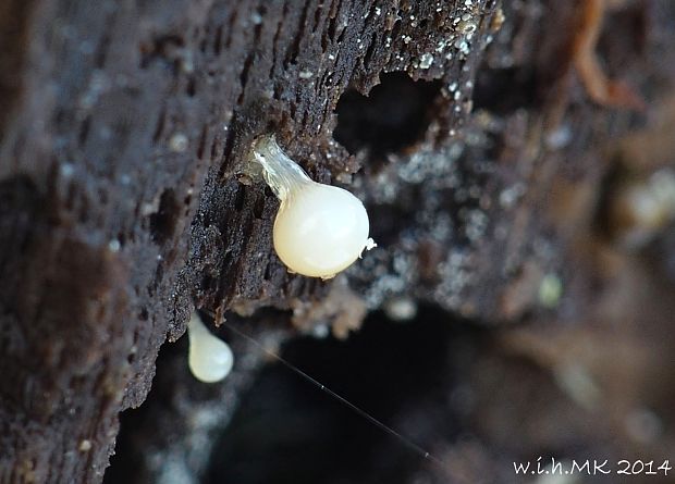 vlasnačka Trichia sp.