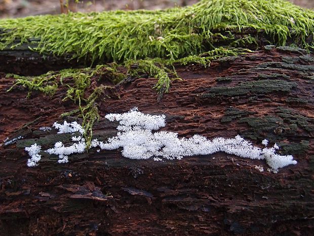 rohačka kríčkovitá Ceratiomyxa fruticulosa var. fruticulosa (O.F. Müll.) T. Macbr