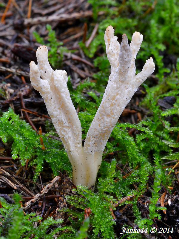 konárovka vráskavá Clavulina rugosa (Bull.) J. Schröt.