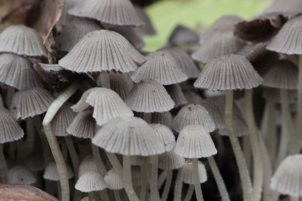 hnojník rozsiaty Coprinellus disseminatus (Pers.) J.E. Lange