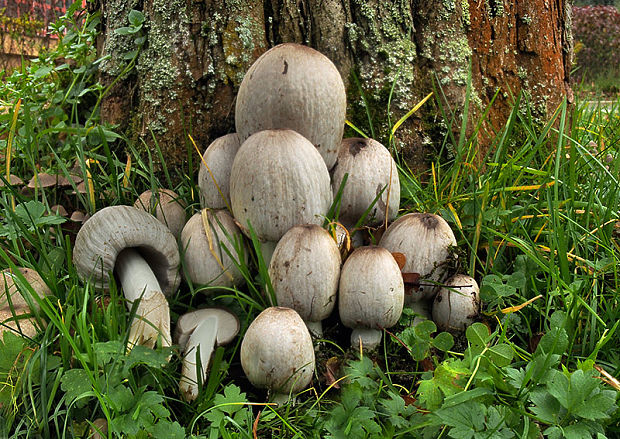 hnojník Romagnesiho Coprinopsis romagnesiana (Singer) Redhead, Vilgalys & Moncalvo