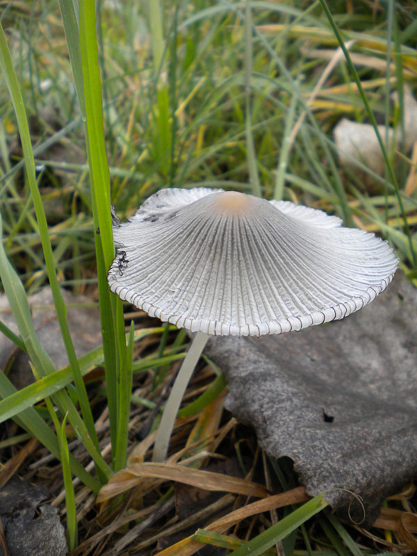 hnojník Coprinus sp.