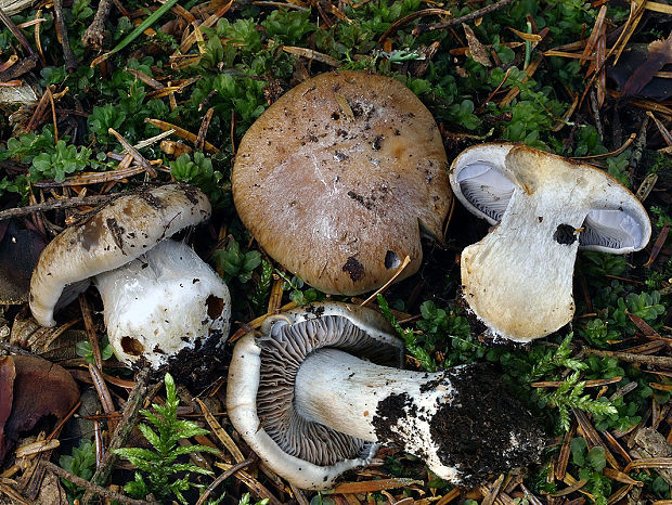 pavučinovec horkastopáchnuci Cortinarius olidoamarus f. olidoamarus A. Favre