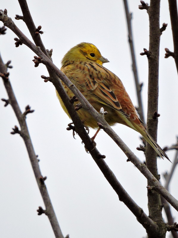 strnádka žltá   Emberiza citrinella