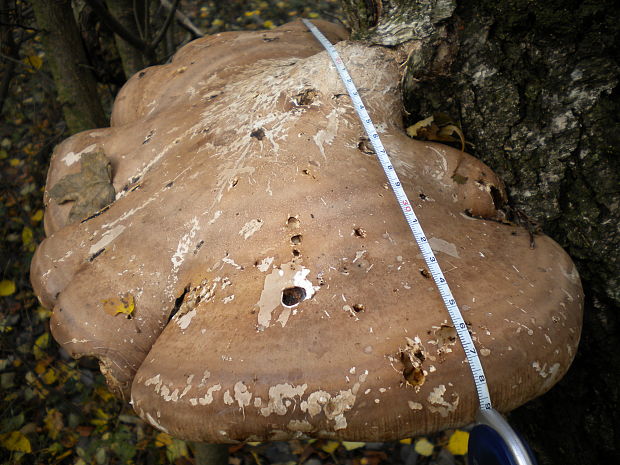 brezovník obyčajný Fomitopsis betulina (Bull.) B.K. Cui, M.L. Han & Y.C. Dai