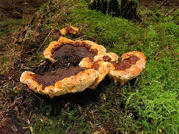 trámovka anízová Gloeophyllum odoratum (Wulfen) Imazeki