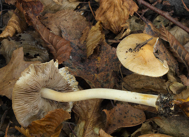 vláknica obrúbená Inocybe mixtilis (Britzelm.) Sacc.