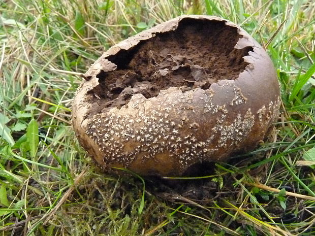 rozpadavec dlabaný Lycoperdon utriforme Bull.