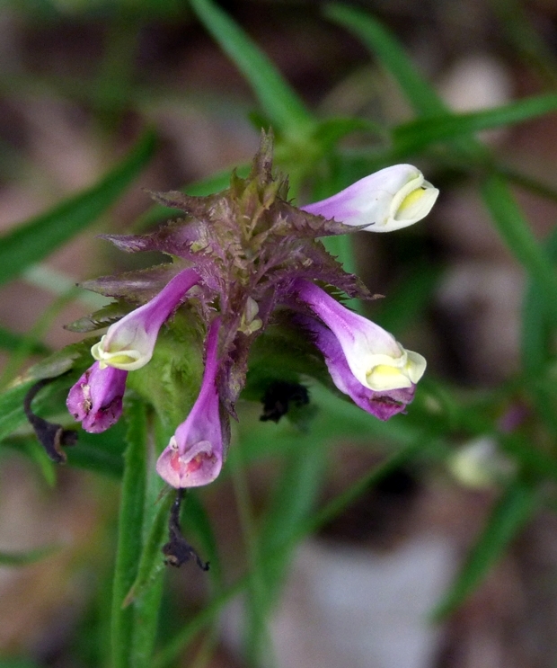 čermeľ hrebenitý letný Melampyrum cristatum subsp. solstitiale (Ronniger) Ronniger