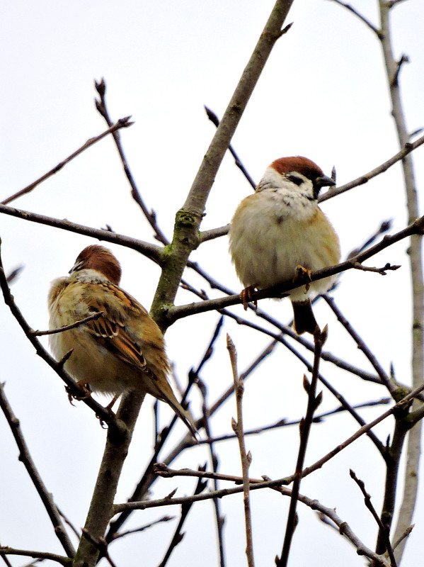 vrabec poľný  Passer montanus