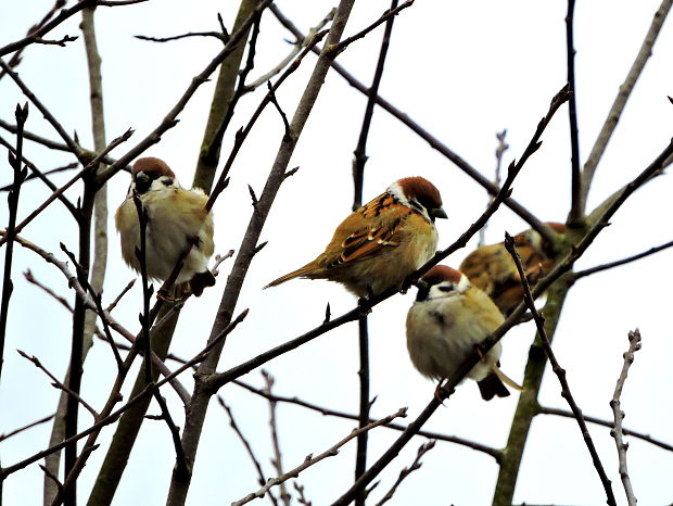 vrabec poľný   Passer montanus