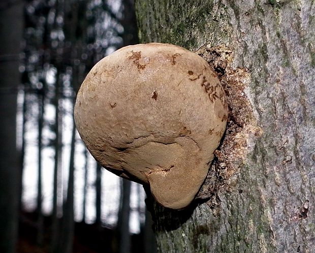 ohňovec Phellinus sp.